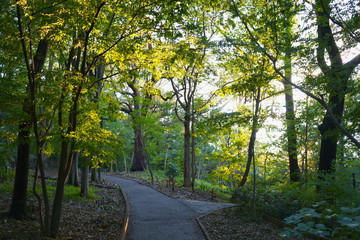 Naklejka premium park forest sunbeams
