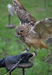 owl in flight