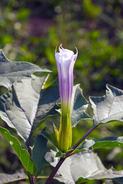 Beatiful But Toxic Jimson Weed Flower Close Up