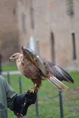 bird of prey