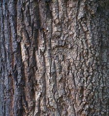 wood tree texture grain