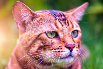Bengal male cat .