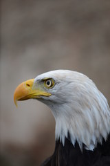portrait of an eagle