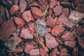Beautiful Fall leaves with water drops after rain. Amazing Autumn colors. Blurred macro Fall foliage. Spider web closeup with rain drops on colorful Autumn leaves.