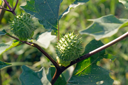 Close Up of Toxic Jimson Weed Leaves and Seed Pods