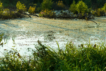 Lush green swamp . The sun is peaking through the thick foliage to reveal a gorgeous natural landscape