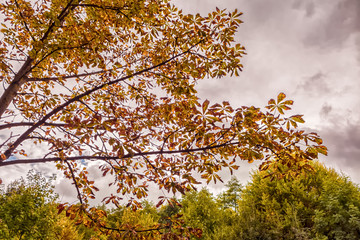 Autumn leafs below a cloudy sky