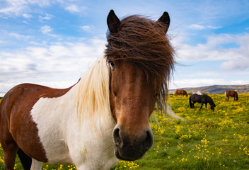 Islandpferde Blumenwiese Pony typisch Iceland Natur Rasse robust beliebt Tölt Gangarten Koppel...