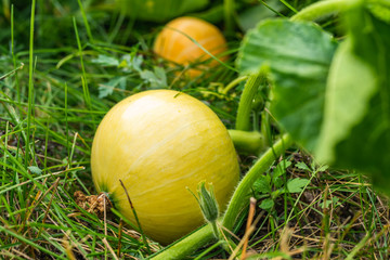 Pumpkins in the Garden. Autumn Background, Harvest, Farming. Fresh, Organic Vegetables
