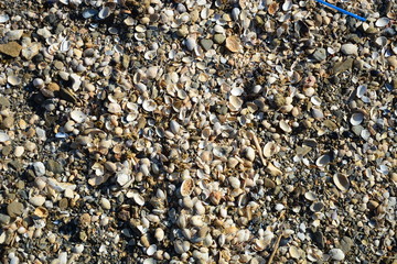 pebbles on the beach