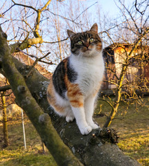 Inquires and adorable cat sits on thick branch of apple tree at the garden at sunset in autumn...