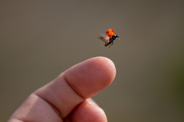 Red lady bug background. Insect flying from  finger © tutye
