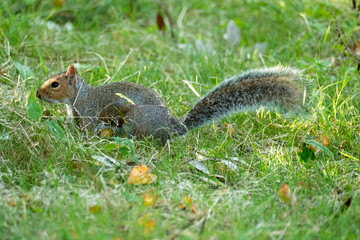 squirrel in the grass