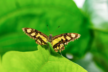 Closeup beautiful Malachite butterfly (siproeta stelenes) in a summer garden