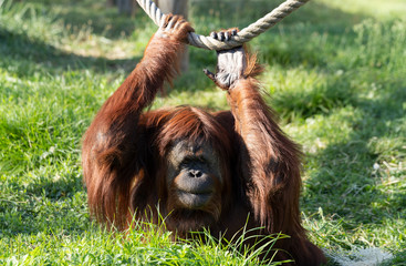orangutan in a zoo © Frédéric Prochasson