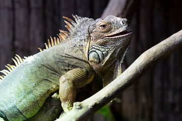 resting iguana