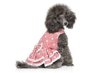Toy poodle sitting in fashionable dog clothes