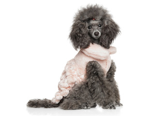 Toy poodle sitting in fashionable dog clothes