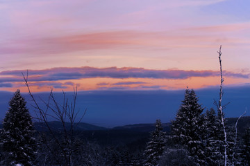 Fototapeta na wymiar Beautiful sunset in a pine forest