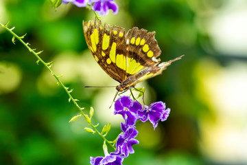 Closeup beautiful Malachite butterfly (siproeta stelenes) in a summer garden