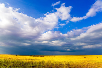 Gorgeous clouds pile up over savannah