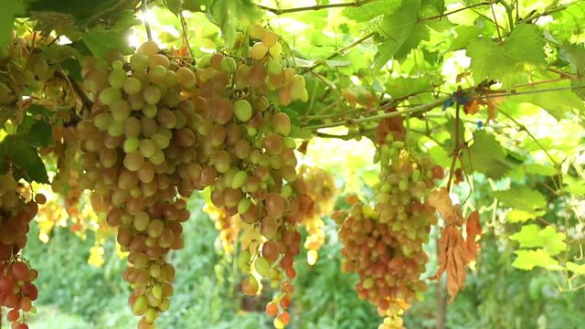 Juicy bunch of red grapes with sunlight on the vineyard farm