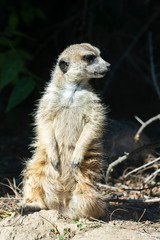 standing meerkat