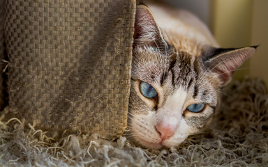  beautiful eyes of cat resting