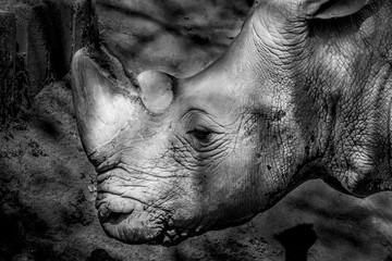  face of death, endangered rhino