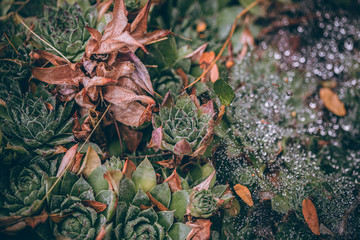 Beautiful Fall leaves with water drops after rain. Amazing Autumn colors. Blurred macro Fall foliage. Spider web closeup with rain drops on colorful Autumn leaves.