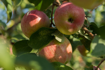 Red apples rustic harvest September 2019