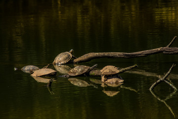 group of turtles resting in the lake