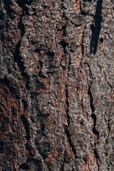 Pine bark. Texture of pine bark. Pine tree background with bark closeup.