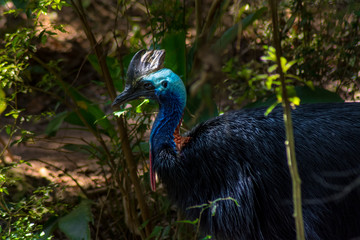 a big Casuar at jungle