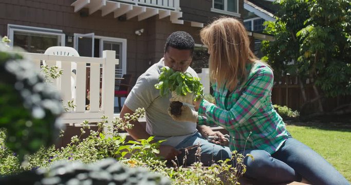 Husband and wife planting garden together in their backyard and smelling basil plant. African American and Caucasian couple transplanting herb to vegetable garden flower bed. Slow motion 4k handheld