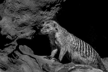 little mongoose at zoo 