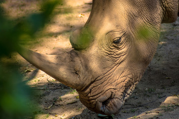 rhino at zoo 