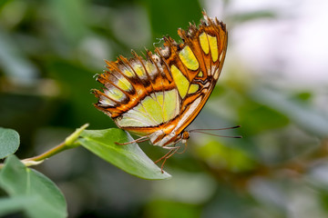 Closeup beautiful Malachite butterfly (siproeta stelenes) in a summer garden