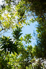 Sky covered with tree branch in a levada - Madeira, Portugal