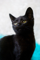 Black Kitten, Yellow Eyes
