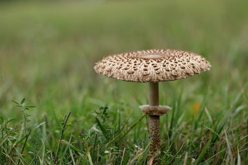 Riesenschirmpilz - Parasol