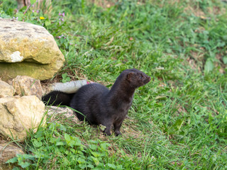 American Mink (Neovison vison) Portrait