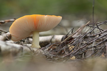 Fliegenpilz von unten