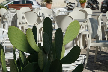 Kaktusfeige, Opuntie