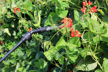 Spraying Chemicals On A Runner bean Plant To Protect Against Bugs