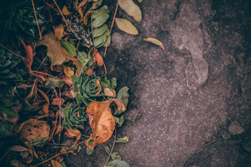 Beautiful Fall leaves with water drops after rain. Amazing Autumn colors. Blurred macro Fall foliage. Spider web closeup with rain drops on colorful Autumn leaves.
