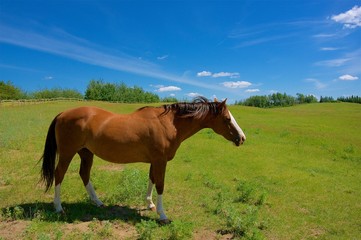 Naklejka na ściany i meble Horse in Pasture, Blue Sky
