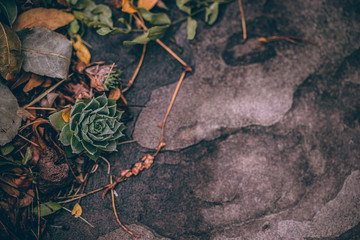 Beautiful Fall leaves with water drops after rain. Amazing Autumn colors. Blurred macro Fall foliage. Spider web closeup with rain drops on colorful Autumn leaves.