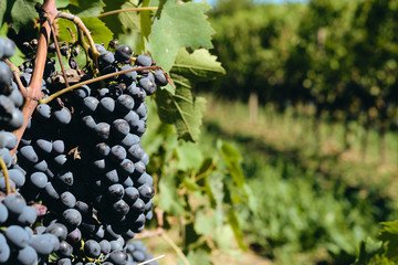 Fototapeta premium grape and vine vinegrape of sangiovese under sunlight in tuscany italy autumn summer 