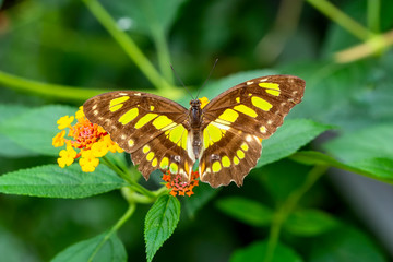 Closeup beautiful Malachite butterfly (siproeta stelenes) in a summer garden
